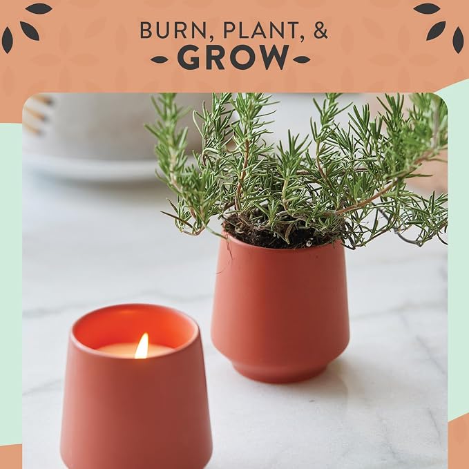 Modern Sprout Soy Candle Planter - Grows Rosemary - Cucumber Scent - 2-Pack | 2 in 1 - Soy Candles -6 oz w/42-hr burn each - cucumber scent - ceramic vessel reuses as a planter for non-GMO rosemary seeds