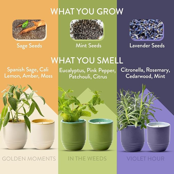 Modern Sprout - 2-in-1 Soy Candle & Planter - 3-Pack Indoor Set (Violet Hour, in The Weeds, Golden Moments) 6 Oz Scented Candles with Lavender, Sage & Mint Seeds – 38–40 Hr Burn Each