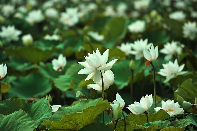 White Lotus Essential Oil 100% Pure, Undiluted Oil - Extracted from Nymphaea Lotus - Delicate & Floral Scent with Musky Overtones - Therapeutic Grade & Vegan - 0.17oz (5ml)