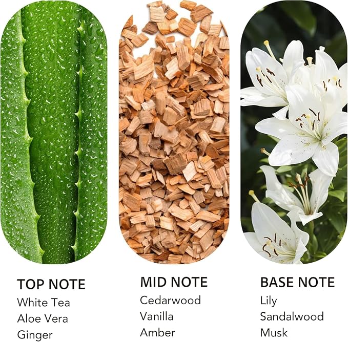 Luxury Hotel Scent Dream On Diffuser Oil Waterless Essential Aromatherapy for Cold Air & Car Diffusers – Long Lasting Refill for Large Room & Home - Non Toxic, Signature White Tea (20ml/0.68Fl oz)