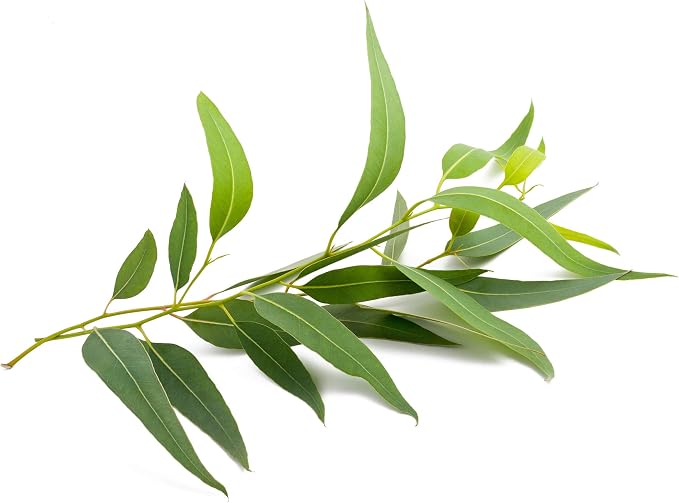 US Organic 100% Pure Eucalyptus Essential Oil (Globulus) - USDA Certified Organic, Steam Distilled - W/Euro droppers (More Size Variations Available) (15 ml / .5 fl oz)