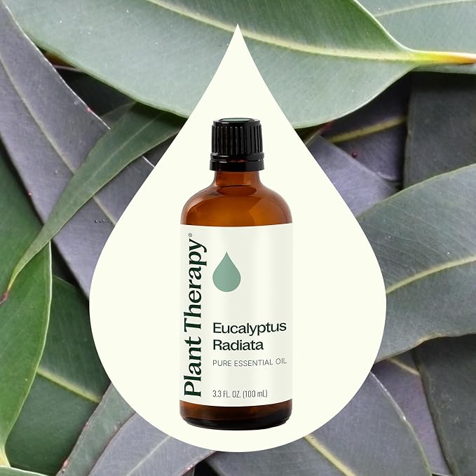 Plant Therapy Eucalyptus Radiata Essential Oil 100 mL (3.3 oz), 100% Pure, Undiluted, for Aromatherapy, Respiratory Support & Focus