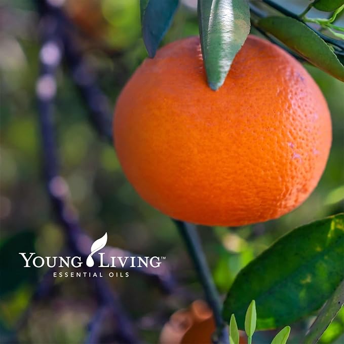 Young Living Citrus Fresh Essential Oil Blend | 5 ml | Bright Citrus Aroma with Orange, Grapefruit, Mandarin, Lemon & Spearmint | Essential Oil Blend for Diffusers, Aromatherapy & Everyday Use