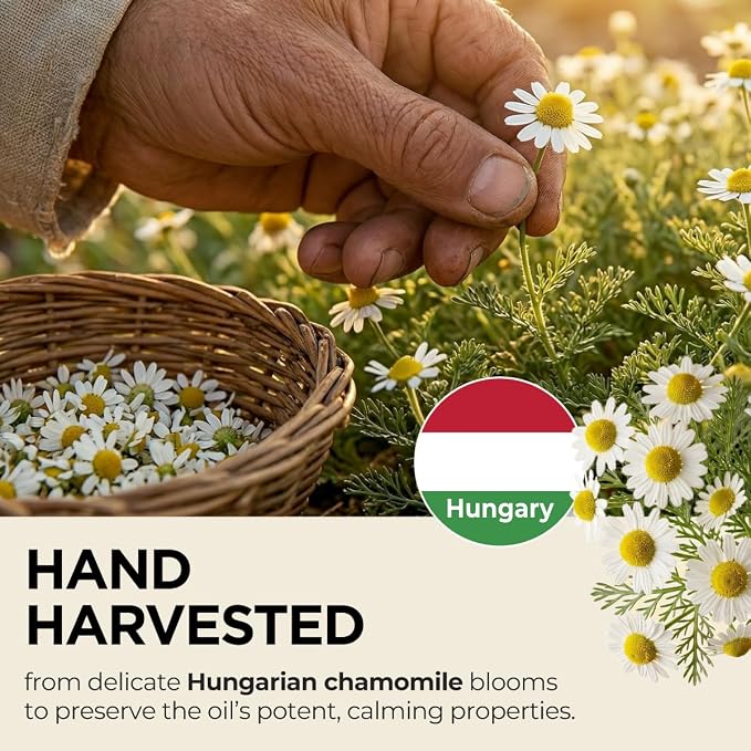 Gya Labs Organic Roman Chamomile Essential Oil - 0.34 Fl Oz - for Skin, Hair, Diffuser, Aromatherapy, DIY Candle Making Scents