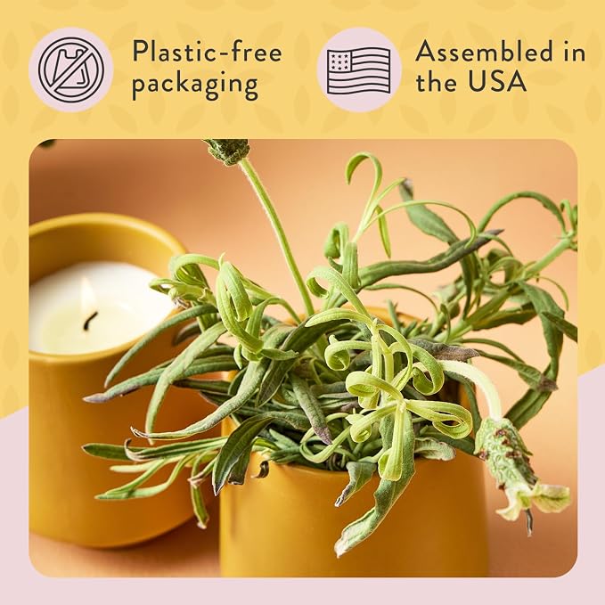 Modern Sprout - 2 in 1 Cedarwood Scented & Soy Candle with Seeds that Grows into Lavender Plant - 6 oz w/ 42 hr Burn time in Matte Glaze Ceramic Vessel Ideal for Indoor Herb Garden
