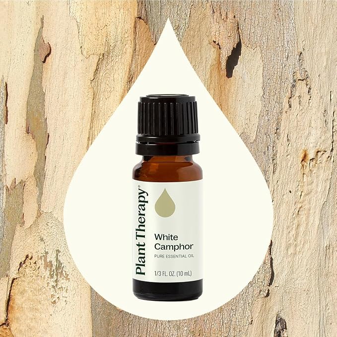 Plant Therapy White Camphor Essential Oil 10 mL (1/3 oz) 100% Pure, Undiluted, Natural Aromatherapy