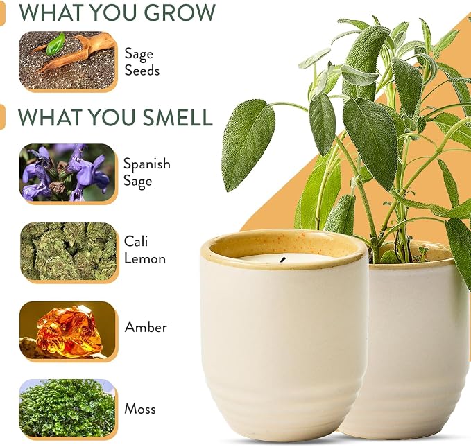 Modern Sprout Garden Vibes- 6oz Soy Candle Planter -Golden Moments - 2-Pack | 2 in 1 Soy Candles - 6 oz w/40-hr Burn - Spanish Sage, Cali Lemon, Amber, Moss - Reusable Ceramic Vessel as a Sage Planter