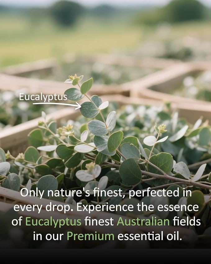 Eucalyptus Essential Oil 4 fl oz, 100% Pure Undiluted Single Note Oil for Shower Steam, Diffuser, Laundry & DIY Cleaning, Aromatherapy, Large Bottle for Home & Daily Use