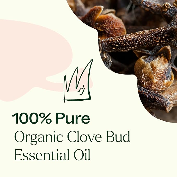 Plant Therapy Organic Clove Bud Essential Oil, 10 mL (1/3 oz), 100% Pure and Undiluted, USDA Certified Organic, Fresh and Spicy Scent, Great for Aromatherapy