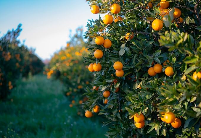 ArOmis Organic Sweet Orange Essential Oil - 100% Pure Therapeutic Grade - 10ml, Undiluted, Premium, Oils Perfect for Aromatherapy 0.34 fl oz