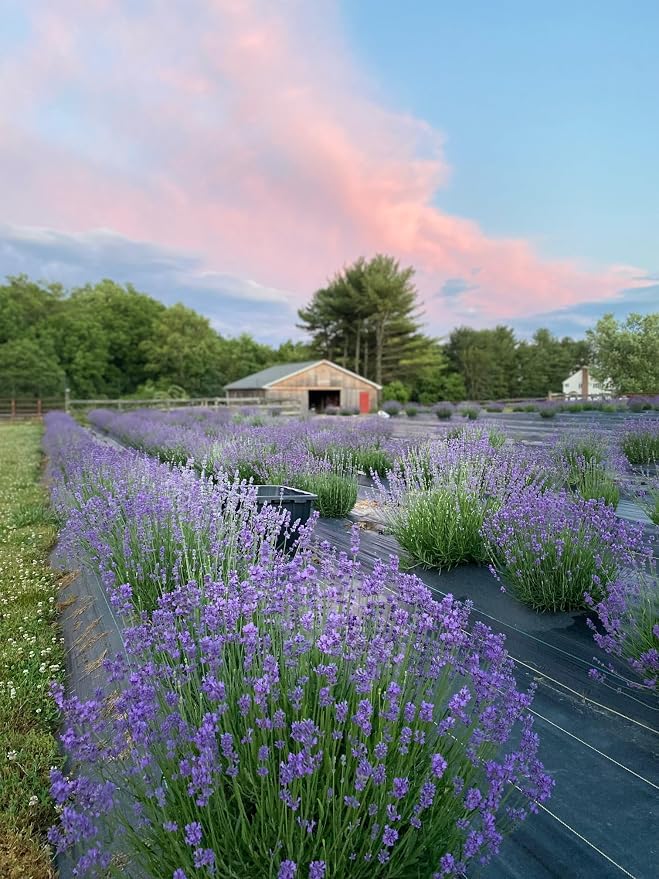 Lavender Soy Candle by Fairy Greens | Handmade Natural Lavender Oil & Soy Wax | Aromatherapy Candle | Long Lasting Candle |All-Natural Lavender Candle | Sleep Well Lavender Candles For Home | 8 oz Tin