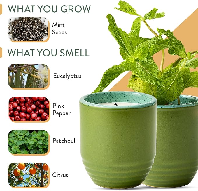 Modern Sprout Garden Vibes - 6 Oz Soy Candle Planter- in the Weeds - 2-Pack | 2 in 1 Soy Candles- 6 oz w/40-hr Burn - Eucalyptus, Pink Pepper, Patchouli, Citrus- Reusable Ceramic Vessel as a Mint Planter