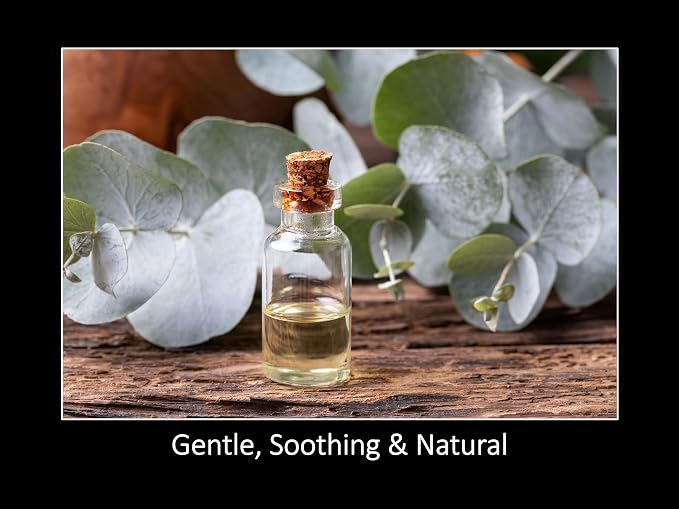 DAANA Eucalyptus Essential Oil : Pure, Undiluted (2 Fl Oz)
