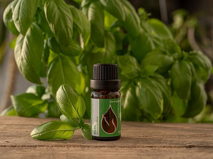 Essences Bulgaria Organic Basil Essential Oil 1/3 Fl Oz | 10ml | Ocimum basilicum | 100% Pure and Natural | Undiluted | Therapeutic Grade | Family Owned Farm | Steam-Distilled | Non-GMO | Vegan