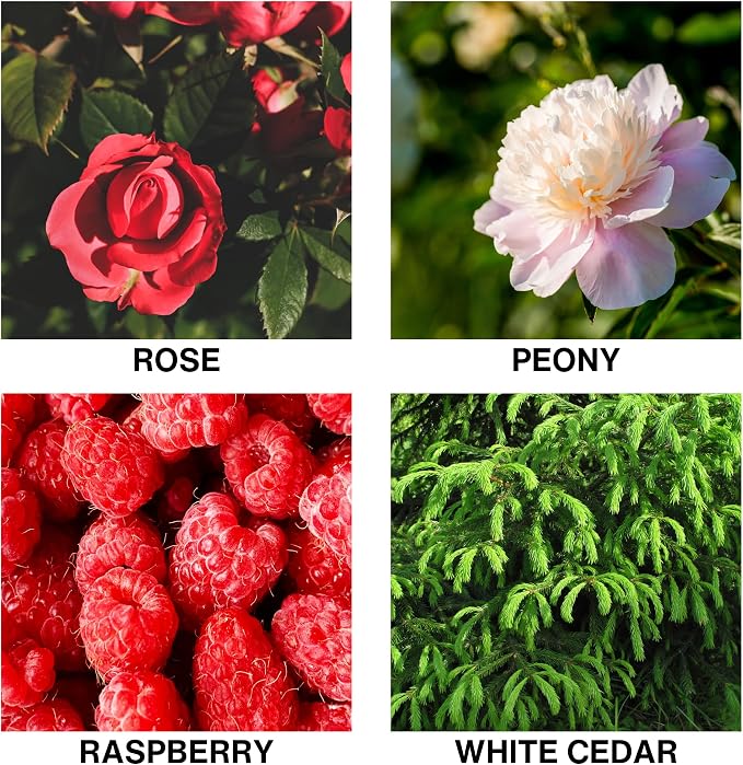 Rose Enchante Scent Room Scent Diffuser with Reed Diffuser Oil – Rose, Peony, Raspberry, and White Cedar – Long-Lasting Alcohol-Free Aromatherapy for Home, Bathroom, Bedroom – 150ml