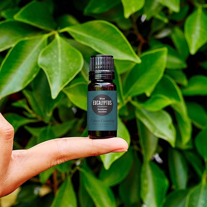 Edens Garden Eucalyptus- Blue Essential Oil- 100% Pure Premium Grade, Undiluted, Natural, Therapeutic, Aromatherapy, The Best for Diffuser, Skin, Candle, Humidifiers 10 ml (.33 fl oz)