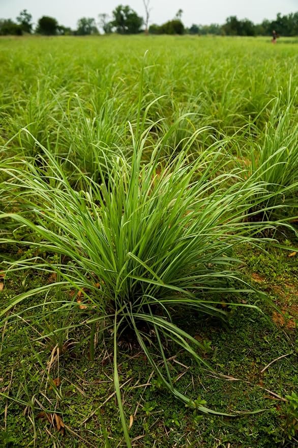 doTERRA - Lemongrass Essential Oil - 15 mL