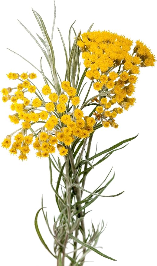 AROMIS Organic Helichrysum Essential Oil -Immortelle- Bulgarian - 100% Pure Therapeutic Grade 10mL (.34 Fl Oz), Undiluted, for Aromatherapy Diffuser