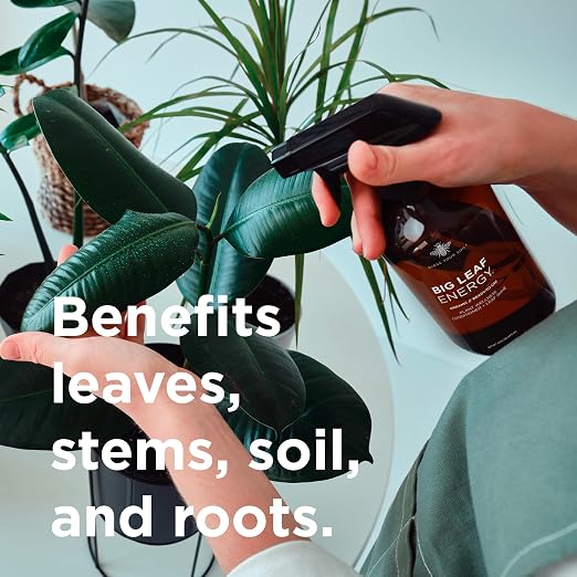 Big Leaf Energy (16 FL OZ, Glass) Organic Neem Oil Plant Spray with Essential Oils : Natural Plant Wash for Indoor Houseplants and Outdoor Gardens