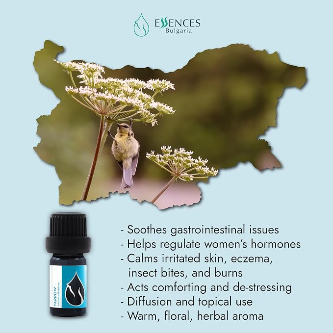 Essences Bulgaria Organic Yarrow Essential Oil 1/3 Fl Oz | 10ml | Achillea millefolium | 100% Pure and Natural | Undiluted | Therapeutic Grade | Family Owned Farm | Steam-Distilled | Non-GMO | Vegan