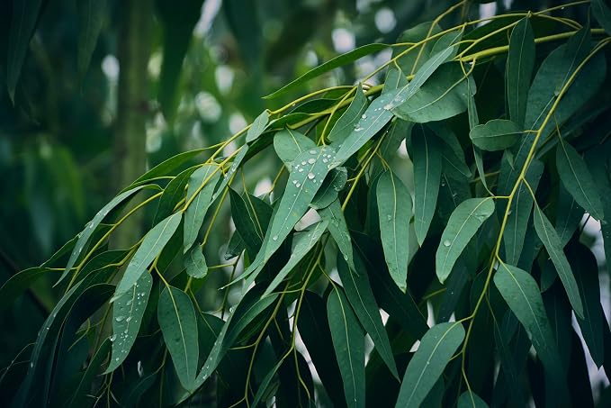 Eucalyptus Pure Oil (Globulus) - 1/2 Gallon (64 oz)