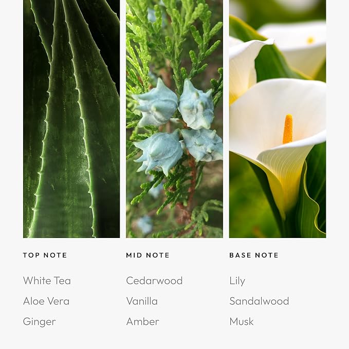 Aroma360 Dream On Pro Pod Fragrance Oil Blend | Hotel Inspired Luxury Essential Oil Diffuser | Aromatherapy Scent Diffuser Oil | White Tea, Aloe Vera, Ginger 1.7 fl oz, 50 mL