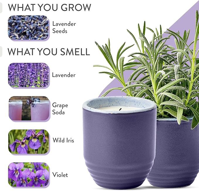 Modern Sprout - 2-in-1 Soy Candle & Planter - Violet Hour (Lavender, Grape Soda, Wild Iris, Violet) 6 Oz Scented Candle w/Lavender Seeds - Ceramic Vessel Dual Purpose Jar - 38-40 Hour Burn