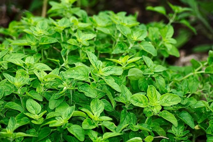 ArOmis Organic Oregano Essential Oil - 100% Pure Therapeutic Grade - Undiluted, Premium Oil - 150 Micron Filtered, Perfect for Aromatherapy Diffusers (30ml / 1 fl oz)