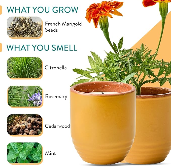Modern Sprout Garden Vibes - 6 Oz Soy Candle Planter - Last Light - 2-Pack | 2 in 1 Soy Candles -6 oz w/40-hr Burn- Bug-Repelling Citronella,Rosemary, Cedarwood, Mint-Reusable Vessel as Marigold Planter