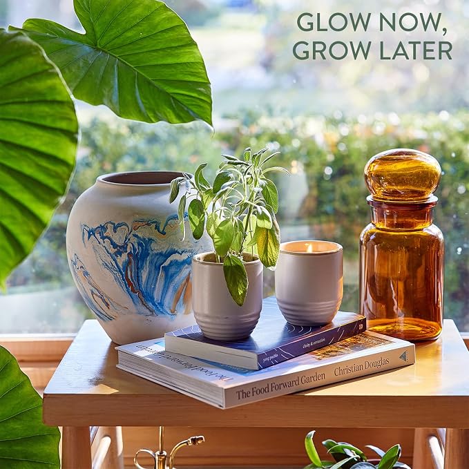 Modern Sprout Garden Vibes- 6oz Soy Candle Planter -Golden Moments - 2-Pack | 2 in 1 Soy Candles - 6 oz w/40-hr Burn - Spanish Sage, Cali Lemon, Amber, Moss - Reusable Ceramic Vessel as a Sage Planter