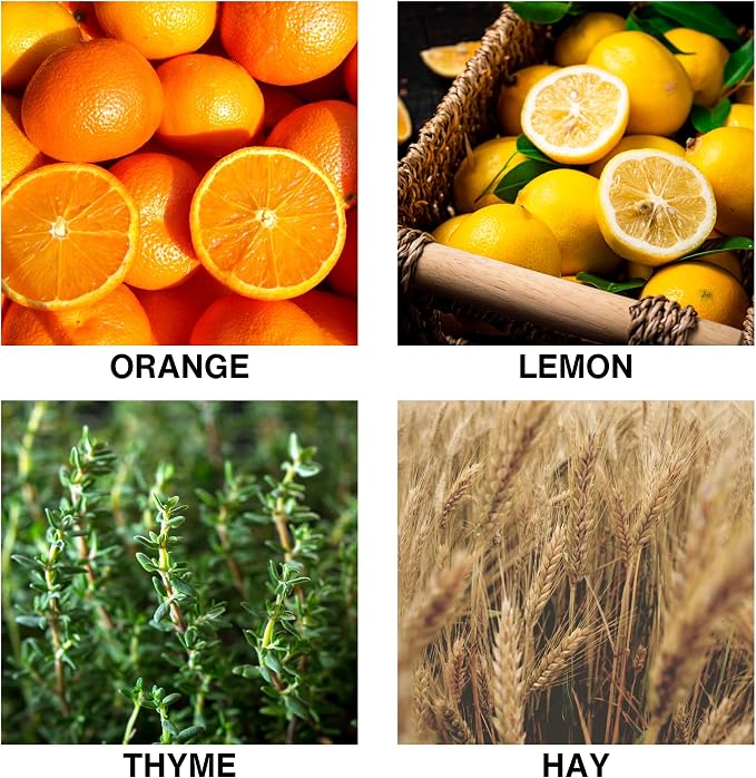 Citrus Meadow Scent Luxury Reed Diffuser – with Orange, Lemon, Thyme & Hay – Long-Lasting Diffusers for Home, Premium Essential Oils for Bedroom, Bathroom & Office