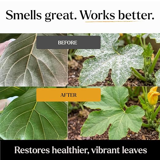 Neem Oil Spray for Plants – Big Leaf Energy + Essential Oils – Ready to Use Organic Plant Wash to Protect Outdoor & Indoor Plants, Made in USA (16 fl oz)