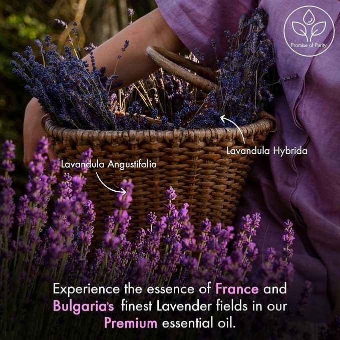 Majestic Pure Essential Oil with Glass Dropper - 100% Pure and Natural - Essential Oils for Diffuser, Aromatherapy, Soap and Candle Making, Lavender Essential Oil, Lavender Oil, 3.4 Fl Oz