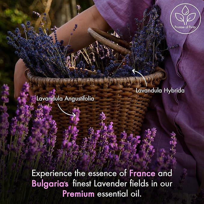 Majestic Pure Essential Oil with Glass Dropper - 100% Pure and Natural - Essential Oils for Diffuser, Aromatherapy, Soap and Candle Making, Lavender Essential Oil, Lavender Oil, 1 Fl Oz