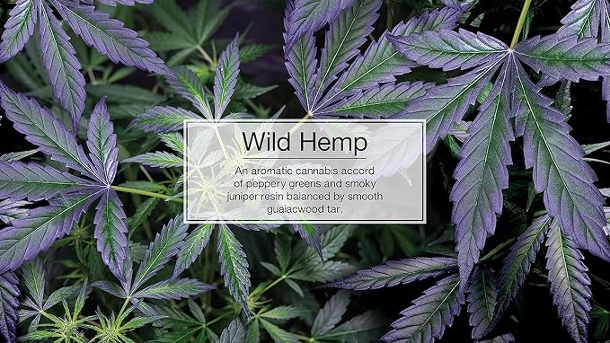 Little Trees Car Air Freshener | Hanging Paper Tree for Home or Car | Wild Hemp | 1 Pack