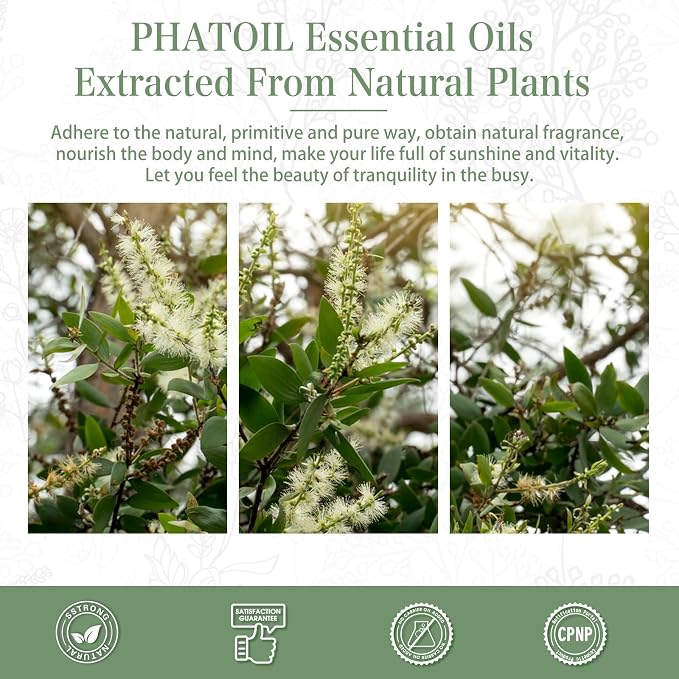 Cajeput 1.01fl.oz Essential Oil, PHATOIL Pure Aromatherapy Oils for Diffuser, Humidifier, Perfect for DIY Soap, Candle, Bath Bombs Making(30ml)