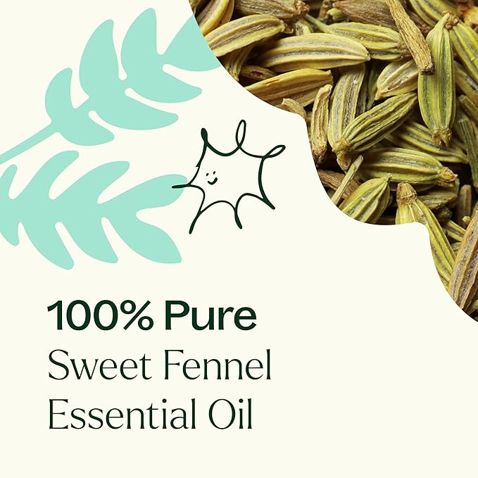 Plant Therapy Sweet Fennel Essential Oil 10 mL (1/3 oz) 100% Pure, Undiluted, Aromatherapy for Attention, Focus, and Digestive Discomfort