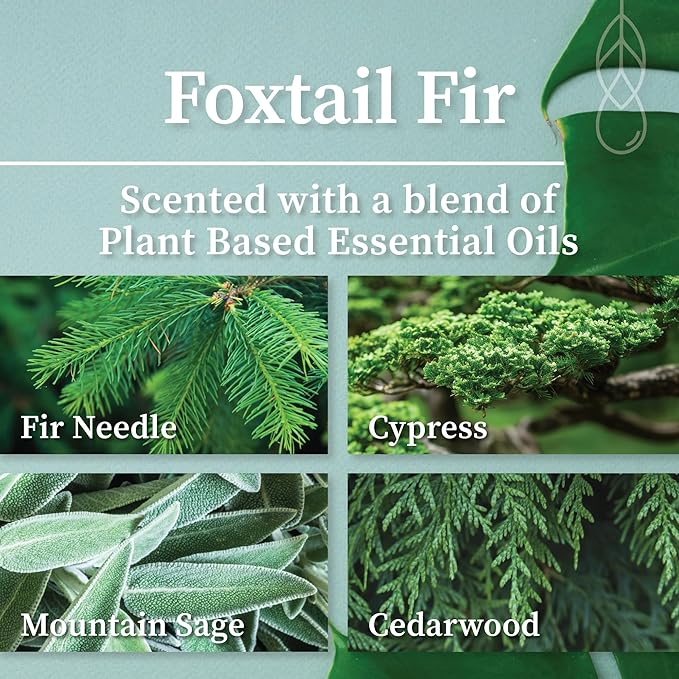 Hemlock Park Foxtail Fir Amber & Gold Scented Candle | Crackling Wood Wick, Botanical Fragrance & Coconut Apricot Wax | Up to 50 Hour Burn Time | 7.2 oz | Made in USA