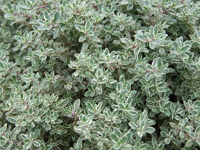ArOmis Organic Thyme Essential Oil - 100% Pure Therapeutic Grade - Undiluted, Premium Oil - 150 Micron Filtered, Perfect for Aromatherapy Diffusers (10ml / .34 fl oz)