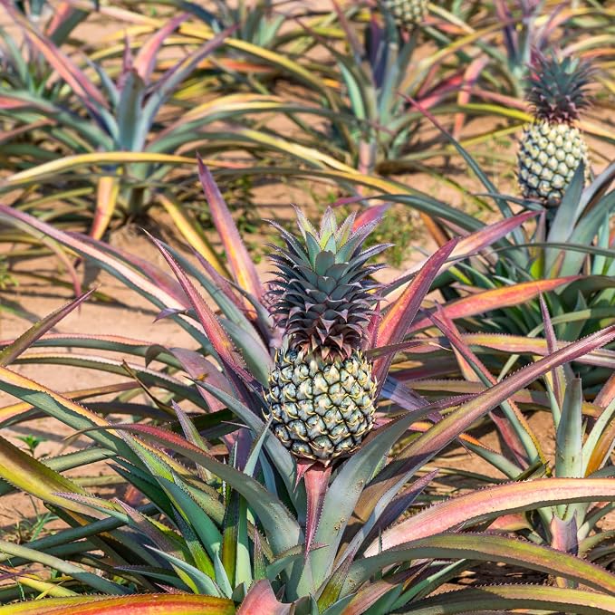 Tuscany Candle Pineapple Ginger Premium Satin Wax Scented Candle