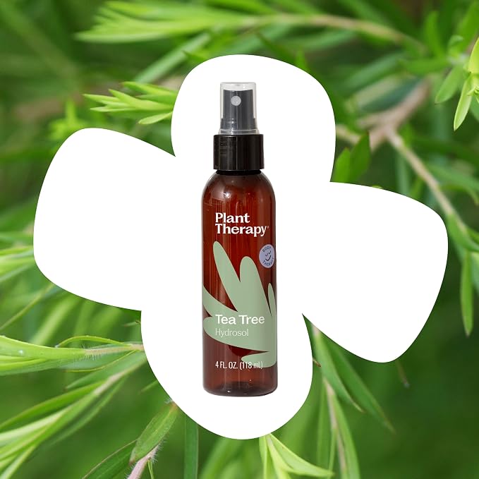 Plant Therapy Tea Tree (Melaleuca) Hydrosol 4 oz by-Product of Essential Oils