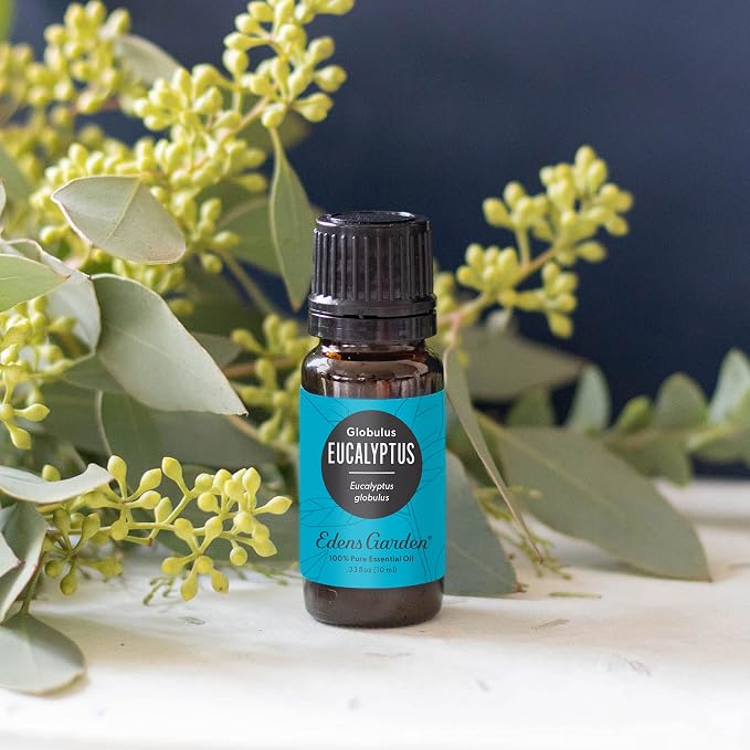 Edens Garden Eucalyptus - Globulus Essential Oil- 100% Pure Premium Grade, Undiluted, Natural, Therapeutic, Aromatherapy, The Best for Diffuser, Candle, Hair, Humidifiers 10 ml (.33 fl oz)