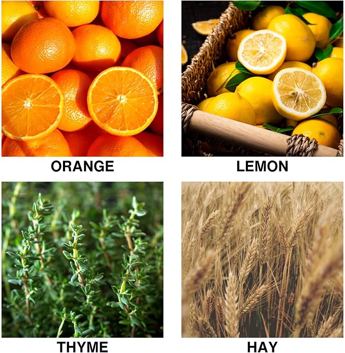 Citrus Meadow Scent Reed Diffuser Refill, 5.07oz/150ml, Premium Fragrance Oil Refill for Diffuser, Long Lasting Alcohol-Free Home Fragrance for Room, Spa & Office, Fresh Citrus Aroma