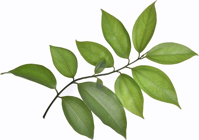 US Organic 100% Pure Cinnamon Leaf Essential Oil - USDA Certified Organic, Steam Distilled - W/Euro Dropper (More Size Variations Available) (30 ml / 1 fl oz)