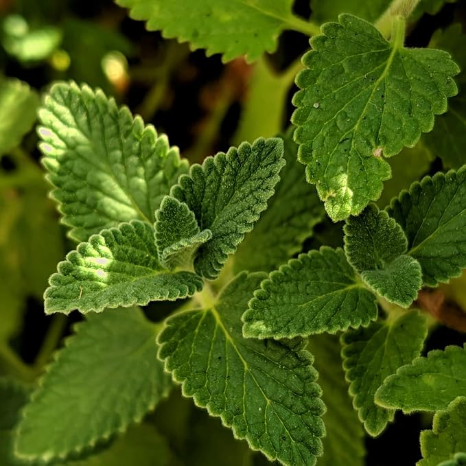 Essences Bulgaria Organic Peppermint Essential Oil 1,7 Fl Oz | 50ml | Mentha piperita | 100% Pure and Natural | Undiluted | Therapeutic Grade | Family Owned Farm | Steam-Distilled | Non-GMO | Vegan