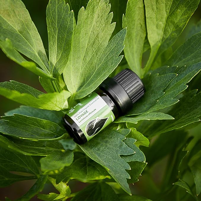 Essences Bulgaria Organic Lovage Essential Oil 1/6 Fl Oz | 5ml | Levisticum officinale | 100% Pure and Natural | Undiluted | Therapeutic Grade | Family Owned Farm | Steam-Distilled | Non-GMO | Vegan