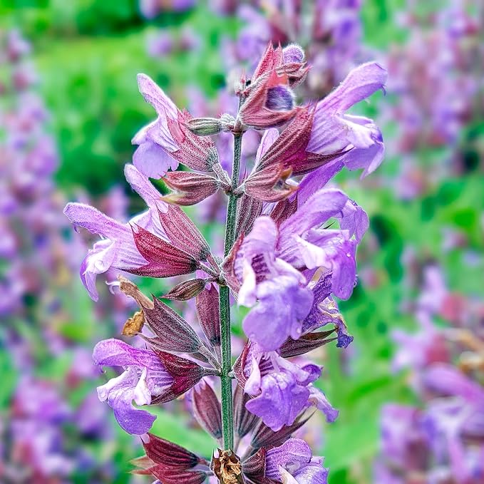 Essences Bulgaria Organic Sage Essential Oil 1,7 Fl Oz | 50ml | Salvia officinalis | 100% Pure and Natural | Undiluted | Therapeutic Grade | Family Owned Farm | Steam-Distilled | Non-GMO | Vegan