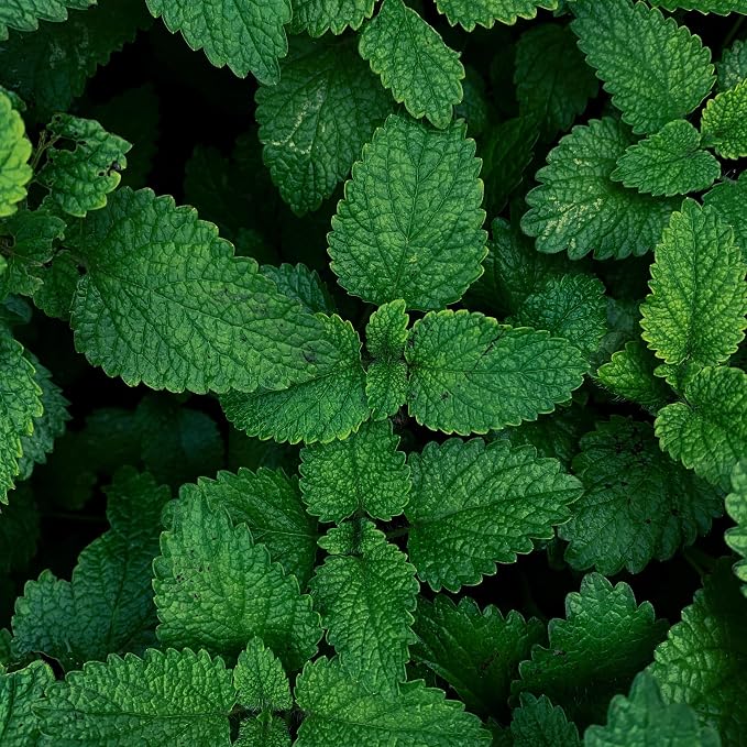 Essences Bulgaria Organic Mint Essential Oil 1/3 Fl Oz | 10ml | Mentha arvensis | 100% Pure and Natural | Undiluted | Therapeutic Grade | Family Owned Farm | Steam-Distilled | Non-GMO | Vegan