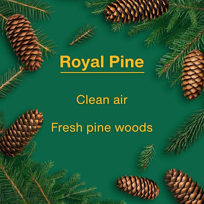 LITTLE TREES Car Air Freshener | Hanging Tree Provides Long Lasting Scent for Auto and Home | Royal Pine, 24 Air Fresheners