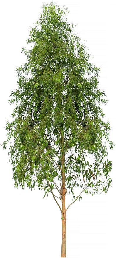 US Organic 100% Pure Eucalyptus Essential Oil (Radiata) - USDA Certified Organic, Steam Distilled - W/Euro droppers (More Size Variations Available) (15 ml / .5 fl oz)
